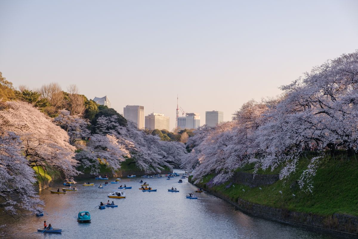 Musim Sakura di Jepang